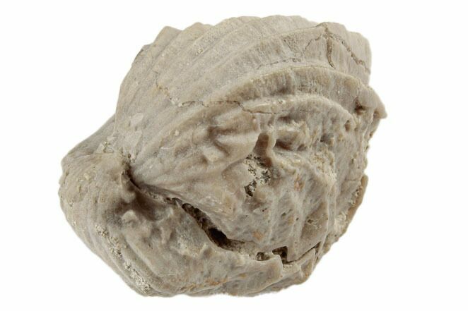 Jurassic Fossil Brachiopod (Burmirhynchia) - France #189485